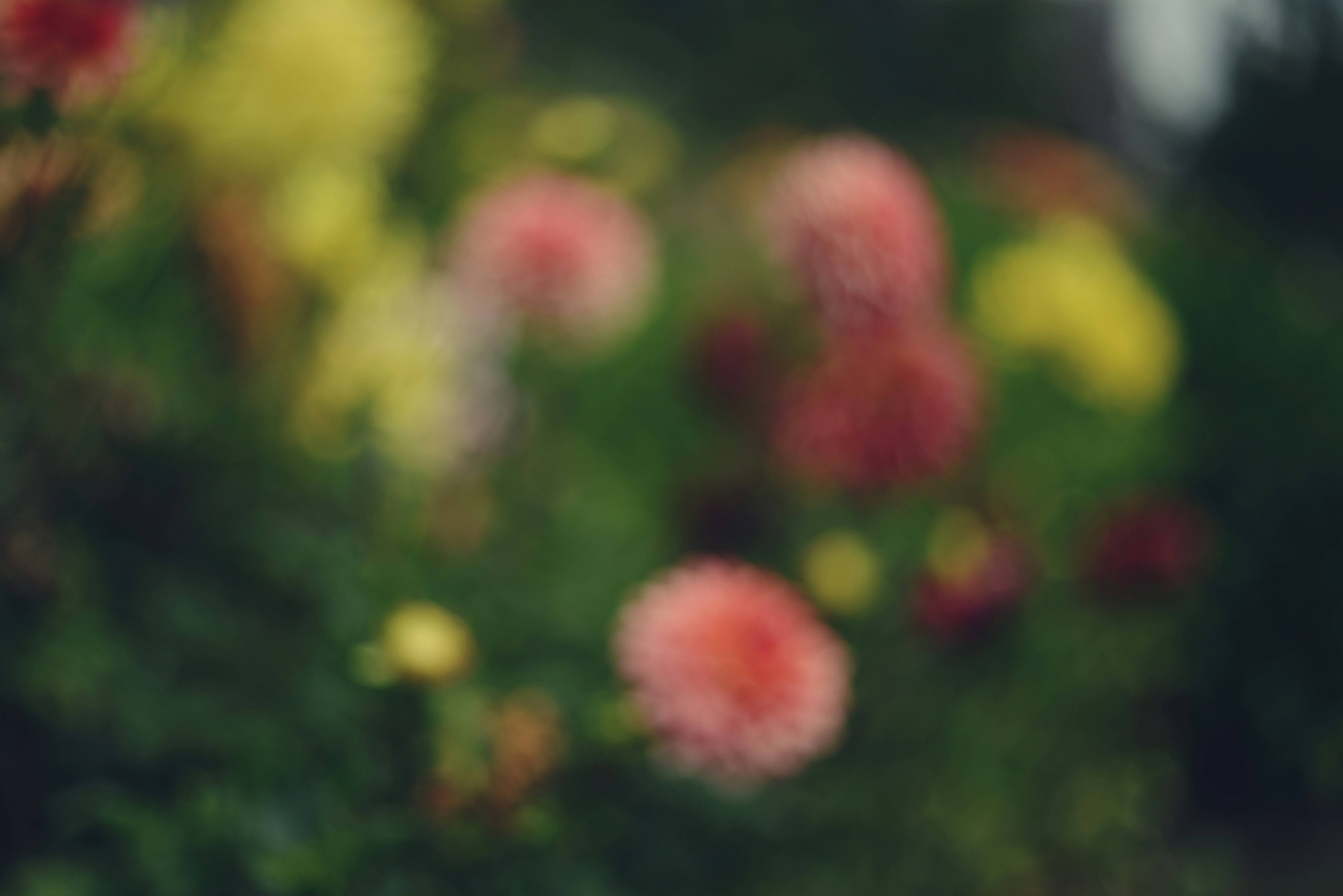 十一必约！奉化西坞粉黛花海上线随手一拍就是浪漫大片！