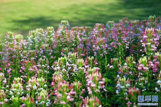 黄昏绽放昼间谢 凤凰沟醉蝶花藏着“限时浪漫”