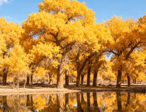 额济纳胡杨林最佳观赏时间避坑指南：远胜游分季推荐不负好时光