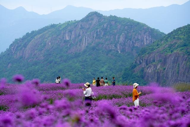 初秋时节 浙江乐清浪漫花海引客来