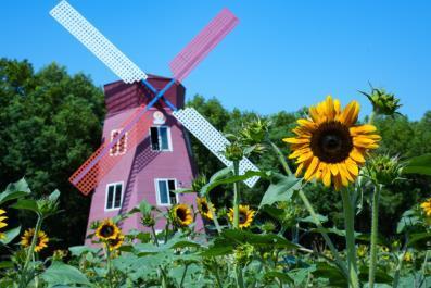 秋天的第一场花事！武汉向日葵花海浪漫上线